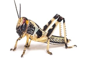 Livefoods4u Small Locust Live Food (10-12mm) Tub of 50 - Perfect for Reptiles and Lizards - Sustainably bred