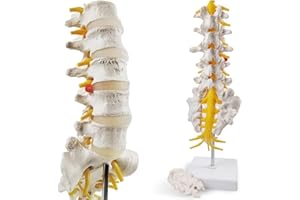 HADWYN 2025 New Life Size Lumbar Spine Model with 5 Vertebrae, Human Lumbar Vertebrae Anatomy Model with Sacrum, Spinal Disc, and Sturdy Base, Perfect Tool for Classrooms, Offices, Teaching Demonstration