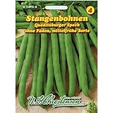 Stangenbohnen 'Quedlinburger Speck' mittelfrüh, grün, ohne Fäden