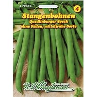 Stangenbohnen 'Quedlinburger Speck' mittelfrüh, grün, ohne Fäden
