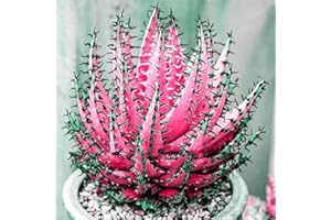 Rotyroya 100 Stück seltene Aloe-Vera-Samen, saftige Anti-Strahlungs-Hausgarten-Bonsai-Pflanze Rosenrot