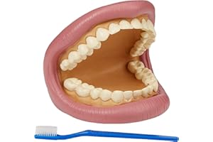 TickiT 03083 Giant Teeth Demonstration set