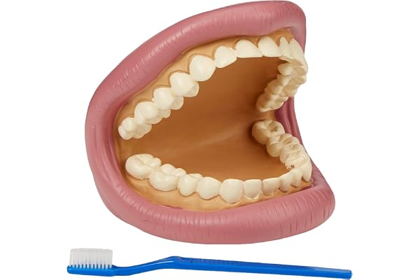 TickiT 03083 Giant Teeth Demonstration set