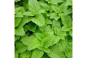 GARDENERSDREAM Balm Lemon - 1 Plant - Garden Kitchen Herb for Cooking Planters Pot