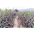 Black Rice Paddy Seed (Krishna Kaumod) 2kg