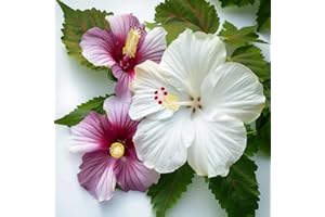 25 Graines d'Hibiscus des Marais - SemiSauvage Permaculture