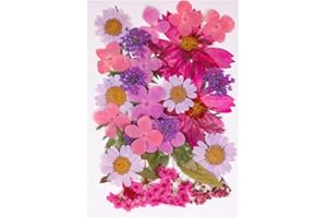 QINREN Pressed Dried Flowers Mixed, Natural Dried Flowers Pressed Mixed Dried Real Flowers Pressed Daisies Flowers Pressed Leaves DIY Art Craft Card Making Bookmarks Scrapbooking(Purple)