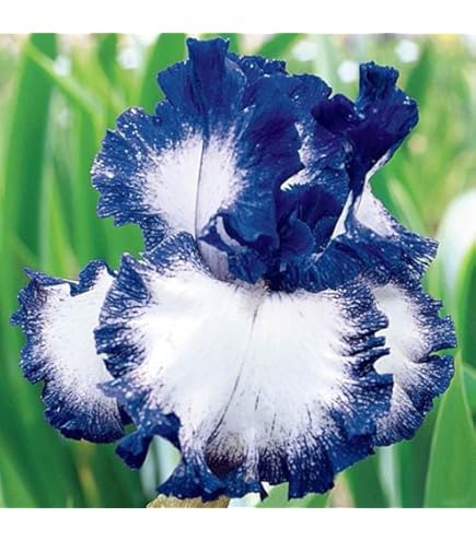 Bulbi Iris Barbuto Perenne - 3 Bulbi A Forma Di Farfalla, Fiori Bellissimi Per Giardino O Vaso - Foto 9