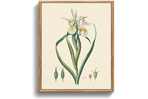 MHARTK66 Quadri Vintage Botanico Soggiorno con Cornice Legno, 20x25 cm Stampe da Parete Iris Bandiere Pianta Giardino Fiori, Quadro Camera da Letto Su Tela Decorazioni Parete Desktop Bagno Ufficio