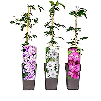 3er Sortiment Clematis MIX Weiß-Pink-Violett Kletterpflanzen Piilu Miss Bateman Ville de Lyon großblütig mehrjährig…
