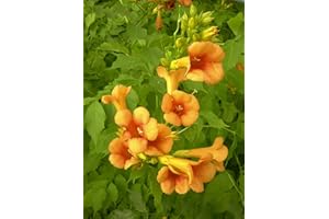 Bignone Indian Summer 'Kudian' C 1 Litre