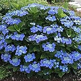1 pianta resistente in vaso di arbusto deciduo Hydrangea macrophylla 'Teller Blue'.