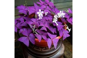 Haloppe 50 Unids Oxalis Corniculata Plantas Semillas para Plantación de Jardín en Casa, Oxalis Corniculata Semillas Paisajismo Semillas de Hierbas Violeta