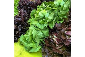THE SEED SHED Lettuce French Salad Leaves Mixed Seeds – Crisp & Flavourful – Fast-Growing – Fresh Tasty Vegetables – for Your Kitchen Garden