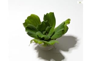 GARNELIO MOOSE & SCHWIMMPFLANZEN Garnelio - Muschelblume - Pistia stratiotes/Teich Schwimmpflanzen für Gartenteich Teichpflanze