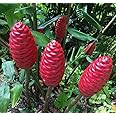 ROYAL LAND Rare Shampoo Ginger Lily Zingiber zerumbet red pinecone ginger 5 Bulbs For Planting