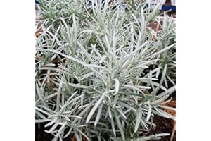 Curry Herb Plants, Ready for The Garden. 'Kari'. Perennial Herb. Helichrysum. Yellow Flowers Ideal for pollinators. 9cm Plant x 2. Available from Bedwen Plants.