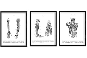 Nacnic Set of 3 Human Anatomy Prints | Vintage style wall decoration of Arms, Back muscles and Legs | Black and White Posters of Human Body Parts | A4 size | Decor for room, walls, office, shops
