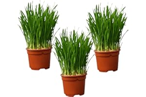 GREEN ME UP Katzengras Weizengras Soft 3er Set – Triticum aestivum – frisch aus der Gärtnerei – Zimmer- & Balkonpflanze 10–15 cm – pflegeleichtes Katzengras – PetLove Futterpflanze