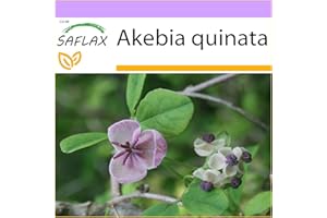 SAFLAX - Viña de chocolate - 10 semillas - Akebia quinata