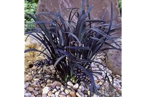 GardenersDream Ophiopogon Nigrescens Black Mondo Plant - All Year Round Ornamental Grass Shrub - Colourful Garden Ready Perennial Plant - Evergreen Garden Shrub for Borders (9cm Pot, 10-20cm)