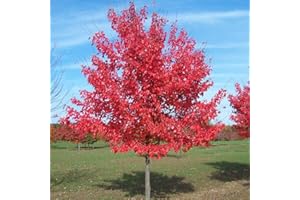 GardenersDream Acer Rubrum Summer Red Plant in Pot - Healthy Ornamental Red Maple Tree - Large Outdoor Garden Ready Hardy Shrub - Flowering Plant for Gardens, or Backyard (5-6ft, incl. 12L Pot)