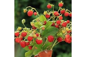 LEGUTKO Alpine Strawberry Baron Solemacher Samen - Wald-Erdbeere