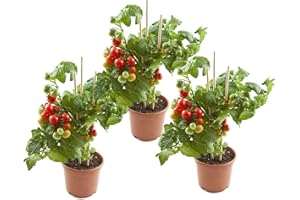 DECOALIVE Plantas de Tomates - Pack 3 Unidades - Tomateras Plantas Naturales