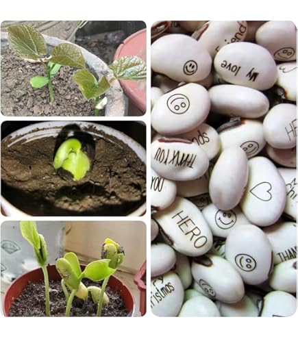 10 Zauberbohnen Samen - Magische Bohnen Mix Für Garten, Balkon Oder Zimmer