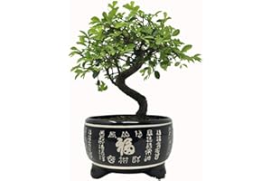 BONSAI2U Chinese Elm Bonsai Tree In Black Ceramic Pot - Including Pot 25-35cm