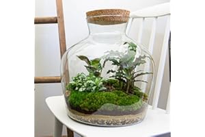 URBANJNGL Terrario de Plantas - Fat Joe - Planta ecosistema - ↑ 30 cm