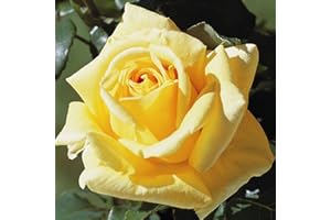 KÜHR BAUM- U. ROSENSCHULEN Duftrose d. Provence Marco Polo im 5 Liter Rosentopf