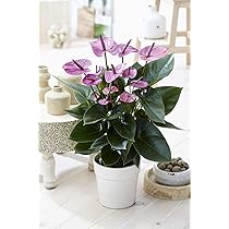 Cordyline Tango - Faux Palmier Épinard Hawaïen | Plante D’Intérieur De