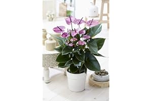 Plante d'Intérieur Anthurium Tropical Purple Flamingo de GardenersDream - Plantes d'Intérieur Naturelles - Décoration Bureau/Maison - Plante en Pot en Céramique de 13 cm - Facile à Entretenir
