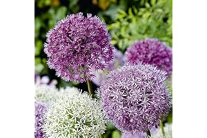 Bloomique - Mélange de 15 - Allium Fantasia - Look - Oignon ornemental - Bleu, Blanc, Violet - Bulbes à fleurs - Floraison printanière - Plantes vivaces - Pousse jusqu'à 70-90 cm