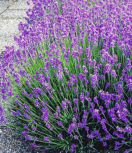 BALDUR-Garten Blauer Lavendel Lavandula, 3 Pflanzen - 2