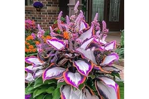 REMORUI 1000 pièces Graines de Hosta, Graines Fleurs à Semer, Graine a Planter, Graines de Fleurs pour Jardin et Balcon, Facile à Cultiver (J)