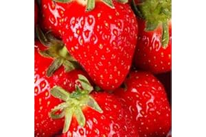 REMORUI 100 Piezas Semillas Fresas, Semillas Huerto, Semillas de Fresa Para Jardín, patio, granja, balcón delicioso, bonsái, Semillas de Frutas (Rojo)