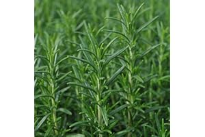 CARBETH PLANTS Rosemary Plant 'Miss Jessops' Upright Herb Plant Perfect for Use in The Kitchen
