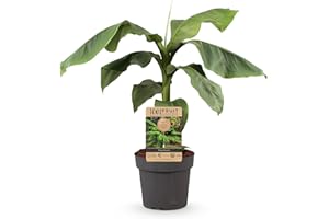GREEN BOUTIQ GreenboutiQ - Plante Fruit - Banane Fibreuse Japonaise - Musa Basjoo - Résistante au Froid - Pot 21cm Hauteur 70-90cm