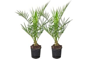 BLOOMIQUE 2x Phoenix Canariensis - Palma da datteri delle Isole Canarie - Palma - Resistente - ⌀15 cm - 50-70 cm