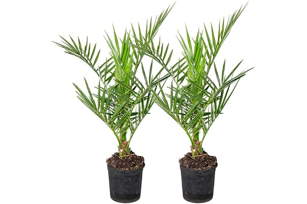 Bloomique - Lot de 2 - Phoenix Canariensis - Palmier dattier des Canaries - Palmier rustique - Plantes de jardin - Hauteur 50-70 cm - Pot 15 cm