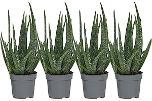 Plant in a Box - Aloe Vera - Set de 4 - Plante d'intérieur - Succulents - Pot 10,5cm - Hauteur 25-40cm