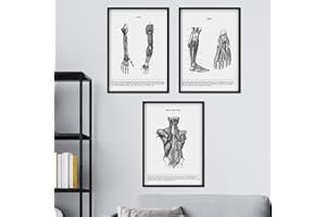 Nacnic Set of 3 Human Anatomy Prints | Vintage style wall decoration of Arms, Back muscles and Legs | Black and White Posters of Human Body Parts | A3 size | Decor for room, walls, office, shops
