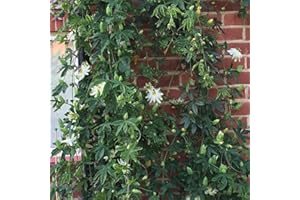GardenersDream Passiflora Snow Queen Plant in Pot - Semi Evergreen Climber with Passion Flowers - Garden Ready Outdoor Plant for Containers, Walls and Fences (15-20 cm incl. 9 cm Pot)