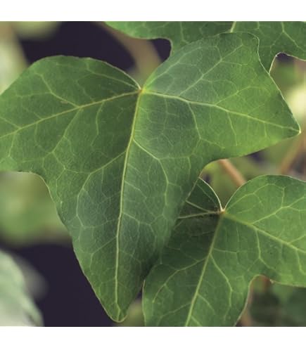 mgc24 Kletterpflanze Hedera helix Natasja Efeu Rankpflanze im 2l-Container  1 Pflanze : Amazon.de: Garten