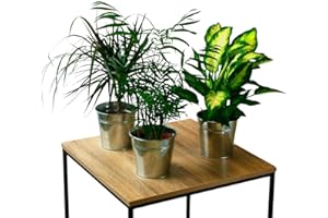 SMPLY. Pack 3 Plantas Naturales de Interior Chamaedorea + Dieffenbachia + Dracaena Marginata en Macetas Ø 12-13 cm Decoración del Hogar