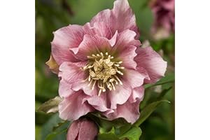 Perfect Plants Hellebore Double Pink Plant in 17cm Pot – Elegant Pink Flowers, Hardy Perennial for Shade Gardens