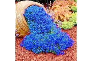 FOGCROLL 250/550/1000 Graines de Cresson de Roche, Graine de Thym Serpolet Couvre-Sol Plante Vivace, Graines Fleurs à Semer, Semences de Thym Rampant pour Jardin Décor, Faciles à Planter (Bleu, 250)