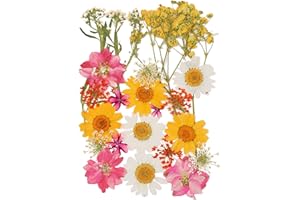 CUIDAKJ 24 Piezas Conjunto de Flores Secas Naturales Prensada Mezclada Decoraciones Preservadas Manualidades para Velas de Bricolaje,Joyería de Resina Bricolaje Manualidades álbumes de Recortes-Estilo 2